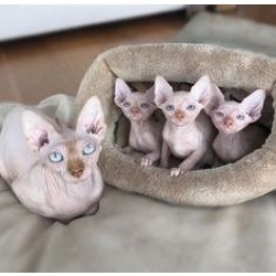 Sphynx
