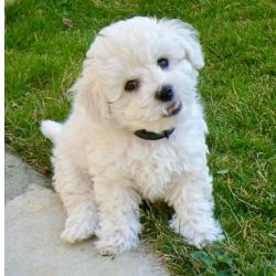 Poodle