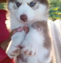 Filhote De Husky Siberiano - Olhos Azuis