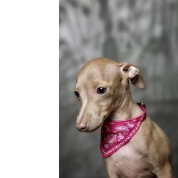 Galgo Italiano