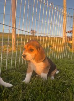 Filhotes De Beagle