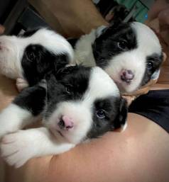 Filhotes De Border Collie