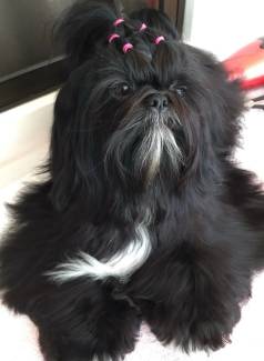 Shih Tzu Filhotes Fmeas  - Pelagem Negra E Charmosa