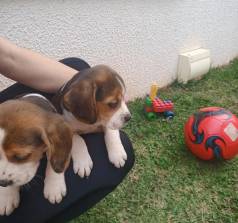 Filhotes De Beagle - Casal