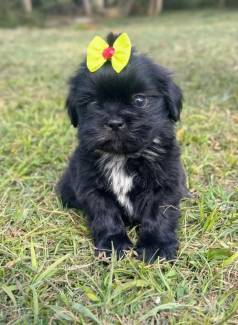 Filhote Shih Tzu F�mea- Pel�cia De Patas!