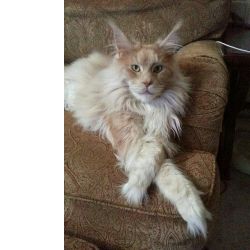 Belos Maine Coon
