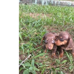 NOSSOS TECKELS VO ALEGRAR AINDA MAIS O SEU INVERNO FOTOS REAIS LINDOS FILHOTES