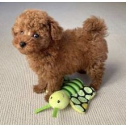 Ninhada Caniche Toy
