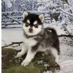 Lindos cachorrinhos Pomsky