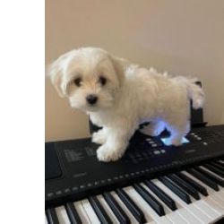 Maravilhosos Maltipoo muito meigos