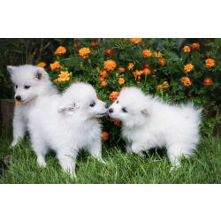 Ninhada cachorros Toy American Eskimo