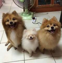 Filhotes Especiais De Spitz Alem�o A Pronta Entrega