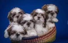 Filhotes De Shih Tzu