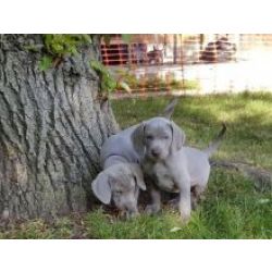 Ninhada cachorros Weimaraner