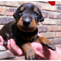 Cachorros Doberman disponivel