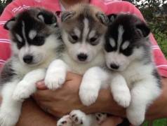 Husky Siberiano A Pronta Entrega