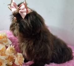 Shih Tzu F�mea Chocolate