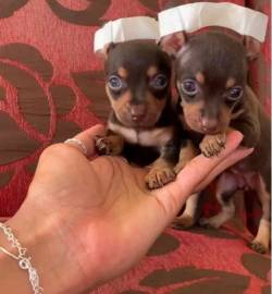 Pinscher Zero 00 Chocolate (f�mea E Macho) Aceito Cart�o!