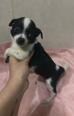 Chihuahua Filhotes Micro Excelente Pre�o