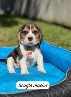 Filhote De Beagle Macho