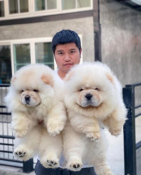 Machos e fêmeas cachorros Chow Chow disponíveis