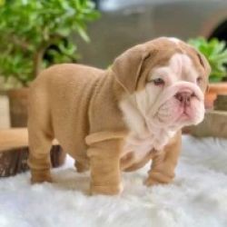 Maravilhosos Bulldog Ingls muito meigos