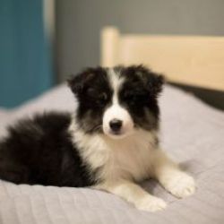Cachorros Border Collie