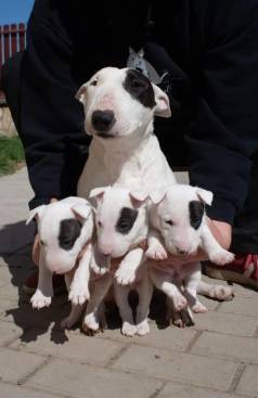 Bull Terrier Machos E Femeas Ja Adestrados No Tapetinho
