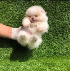 Spitz Alemo Ano -padro Ursinho -voe Tanbem Pode Realizar O Seu Sonho