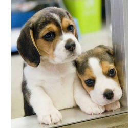 Filhotinhos beagle ador�veis
