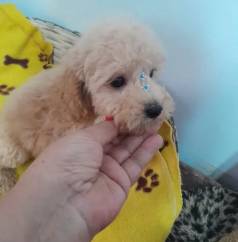 Prepare-se Apaixonar - Poodle