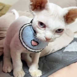 Linda  Devon Rex disponivel