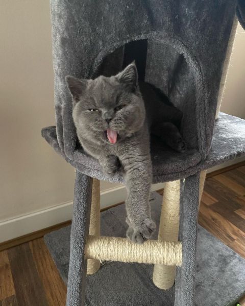 Vendo excelente British Azuis