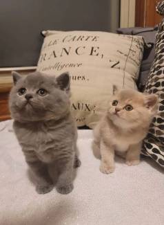 Dois Gatinhos British Shorthair