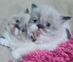 Gato Persa Filhotes Olhos Azuis!