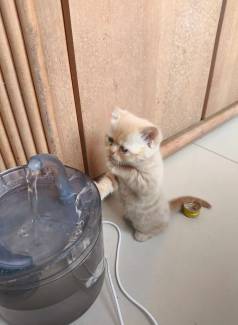 Gatinhos 3  Filhotinhos De Persa Himalaia 1500 Cada