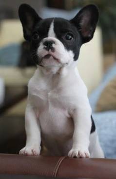 Bulldog Francs Machos E Fmeas