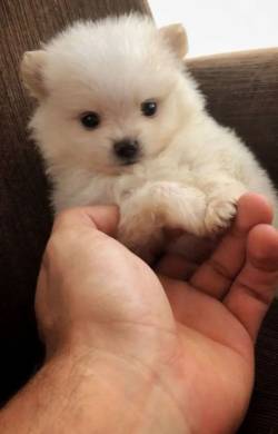 Filhote De Lulu  Branco - Fofo E Charmoso!