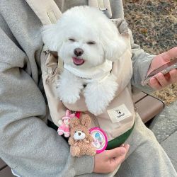 Bichon Fris� Criado em ambiente familiar