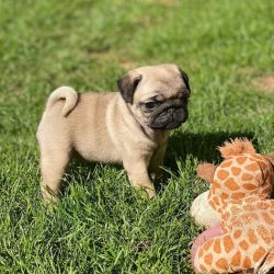 cachorros Pug