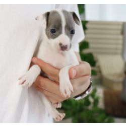 Muito meigos cachorros Galgo Italiano