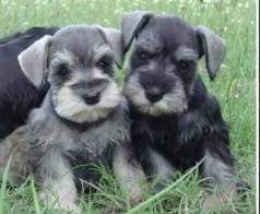 Schnauzer Todas As Cores