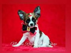 Lindo Filhote De Chihuahua Pelo Longo Disponvel