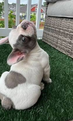 Bulldog Francs Adora Fazer Uma Gracinha