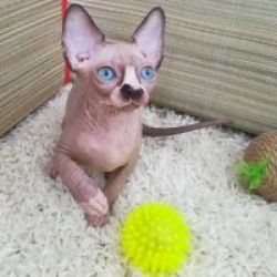 Excelente gatinhos da Sphynx