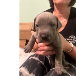 Cachorros Cane Corso disponivel