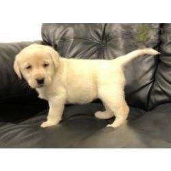 Muito meigos cachorros Retriever do Labrador