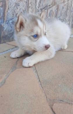 Husky Red Olhos Azuis
