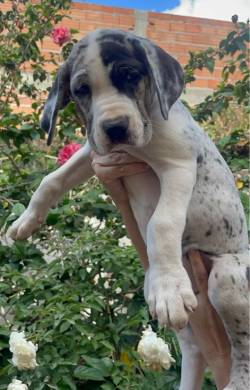 Filhote De Dogue Alem�o