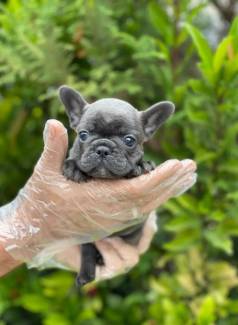 Fofura E Diverso: Filhotes Te Esperam Na Pupdogs - Bulldog Frances